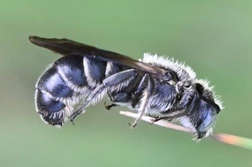 Chelostoma rapunculi
